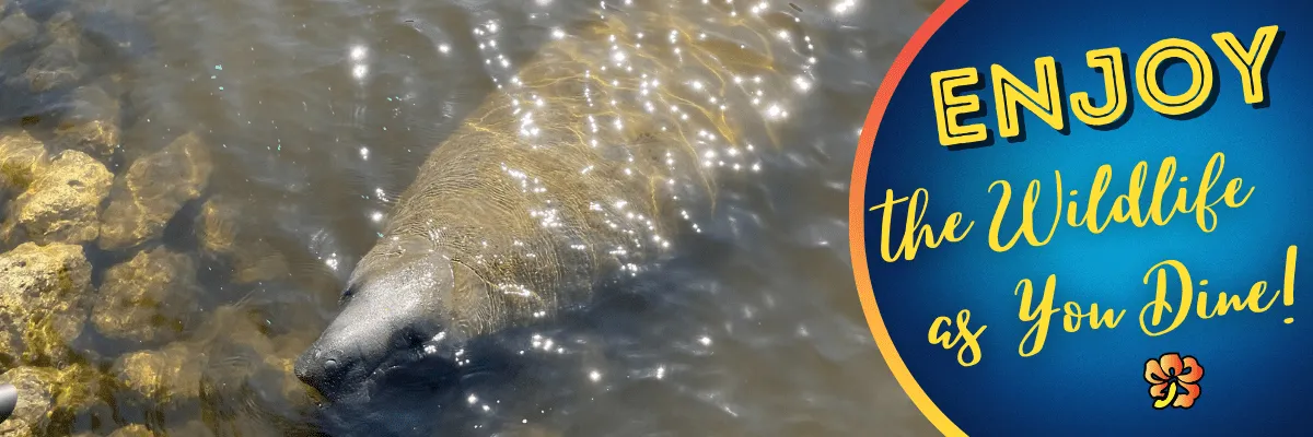 A fish is swimming in the water.