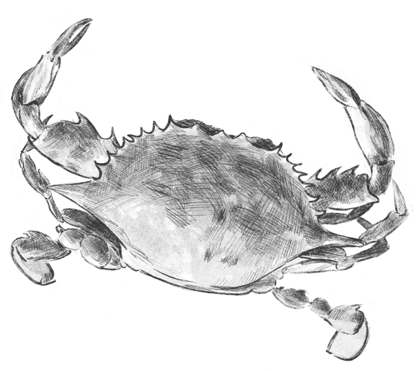 Silhouette of a crab on a black background