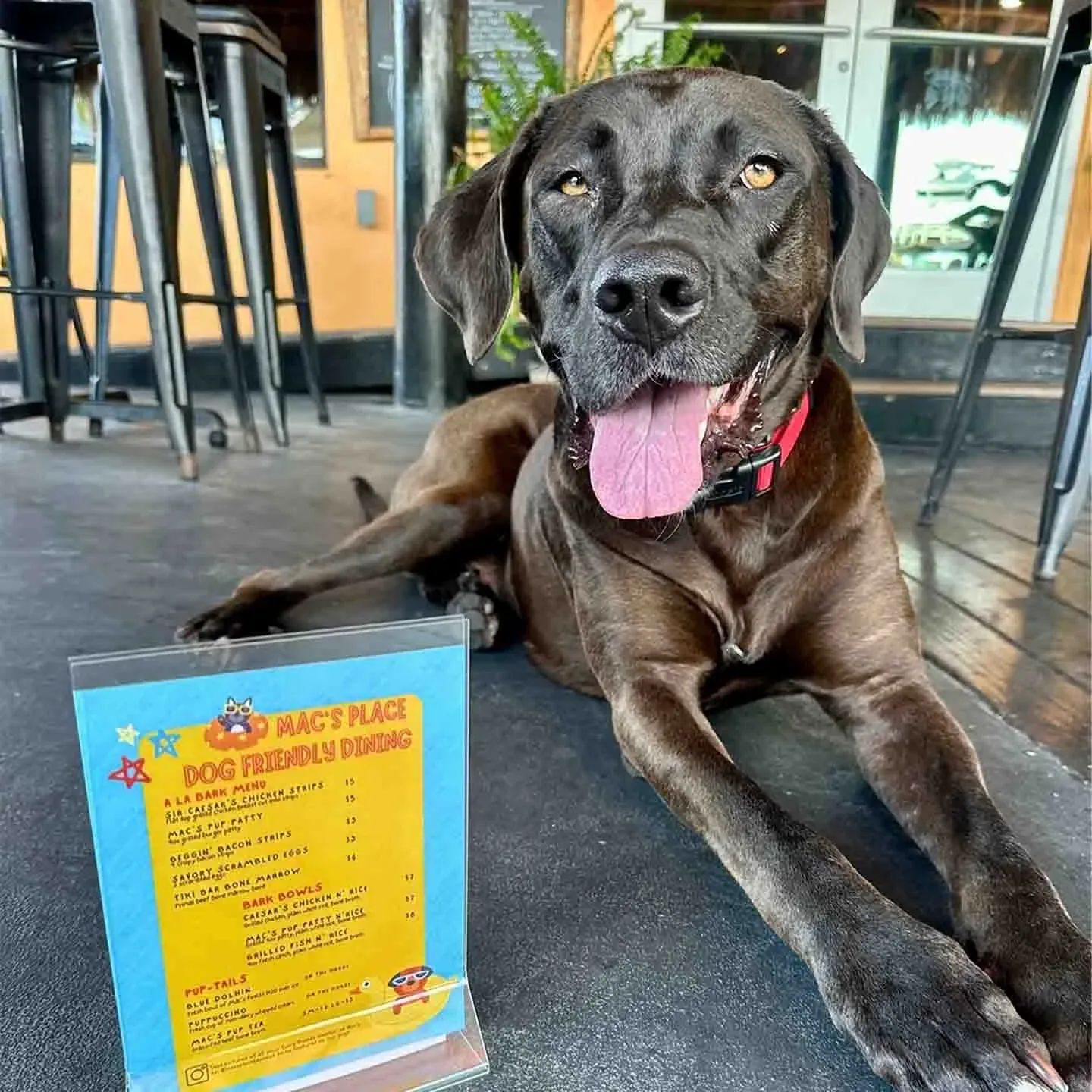 A black dog with a red collar lies on the floor next to a colorful menu at a restaurant, capturing the laid-back vibe of Key West dog bar.