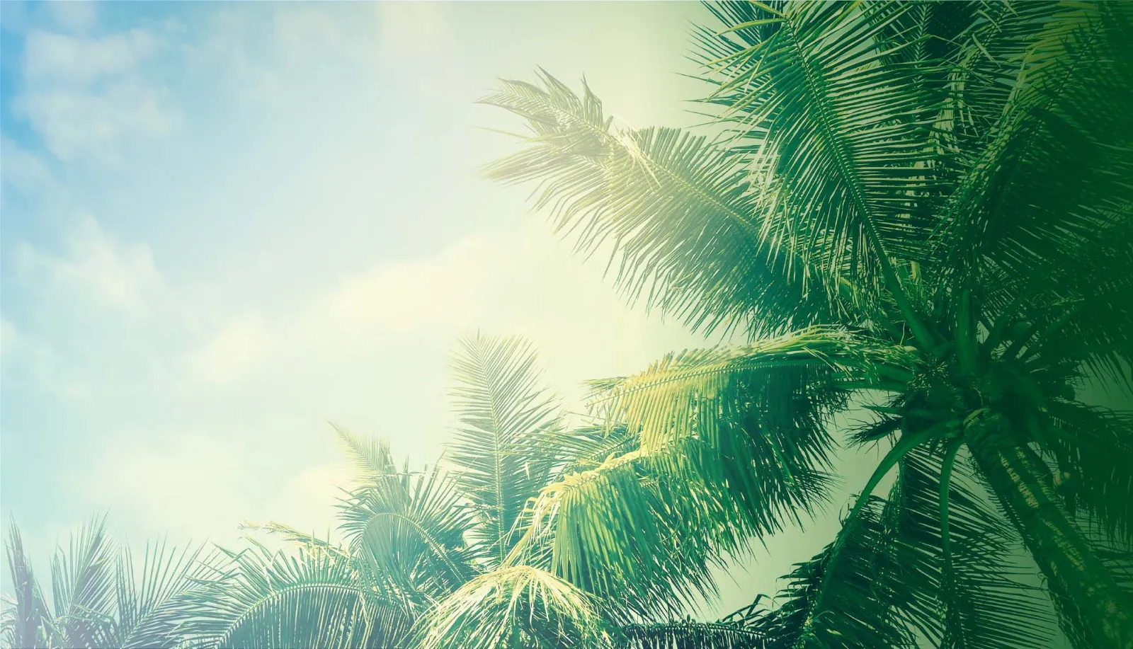 Main Background
