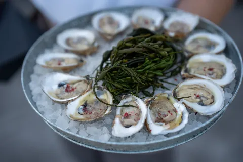 A metal tray of ice with raw oysters and a bunch of seaweed in the center.