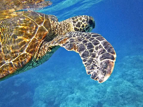 Green Turtle Kava Bar, unknown