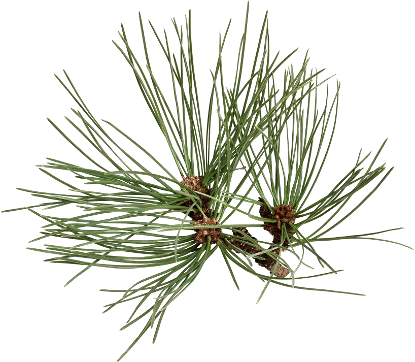 Pine Branch