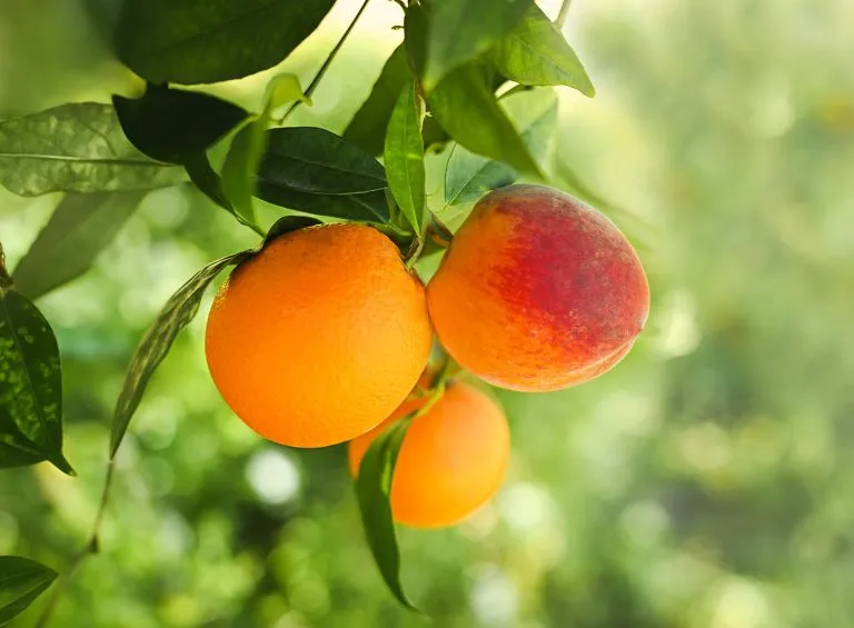 A Group Of Oranges On A Tree