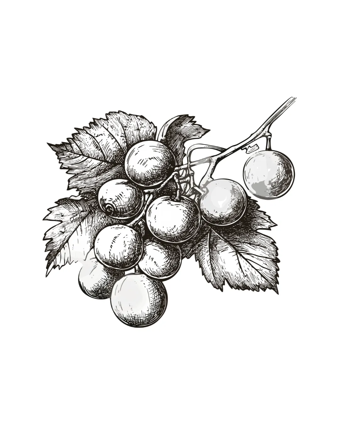 Tuscan Rose Vineyards