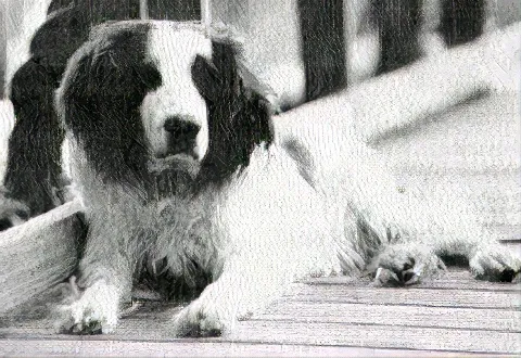 Lazy Jack the Dog