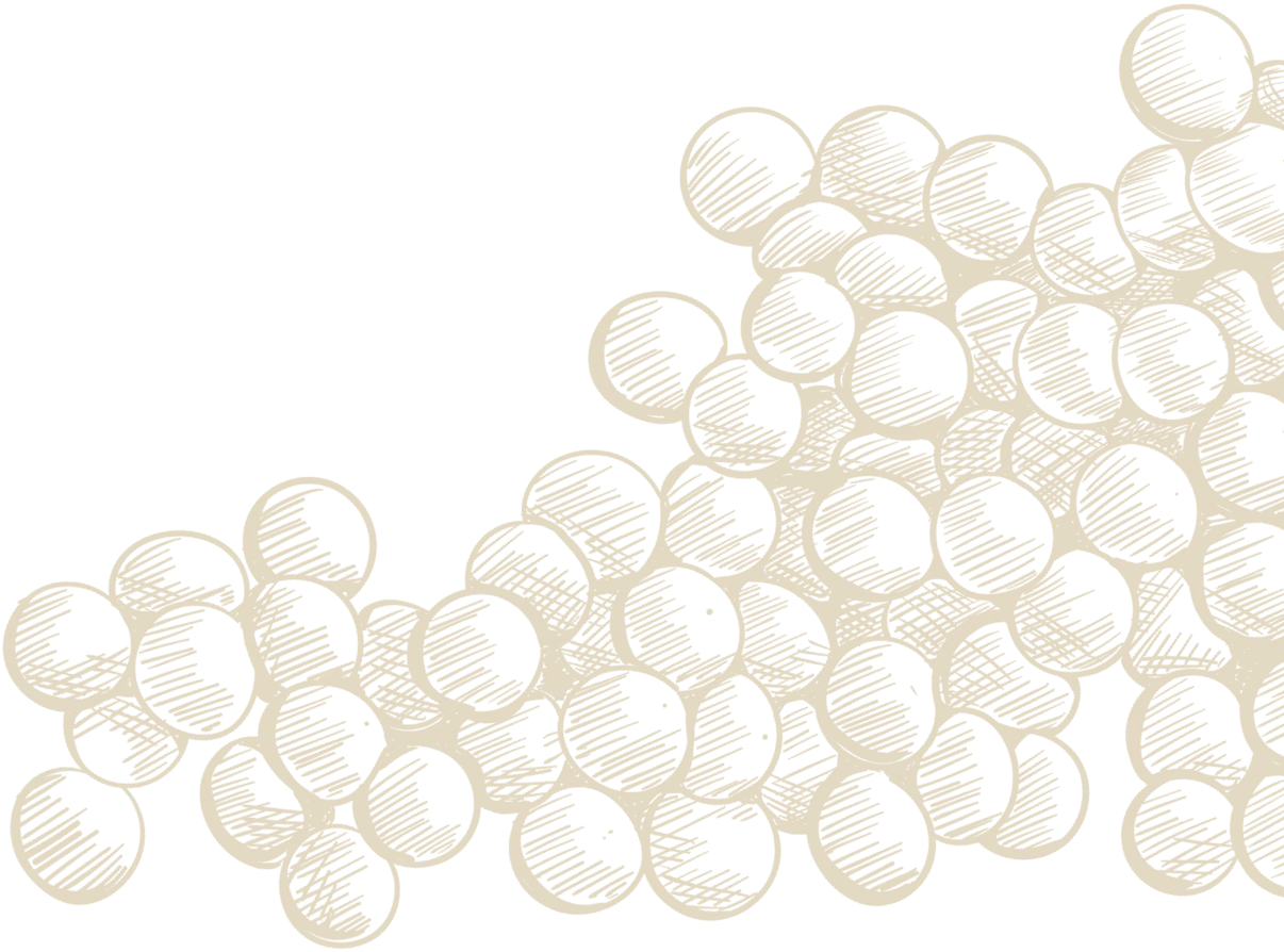 Illustration grapes